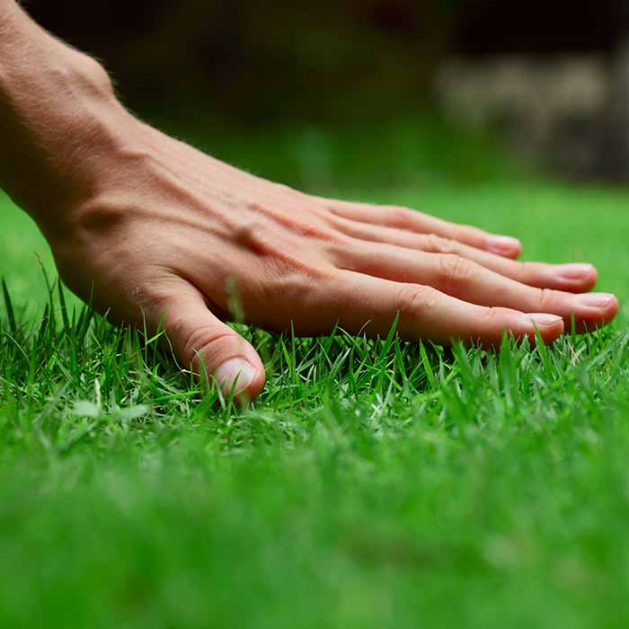 Feature - Lawn Care